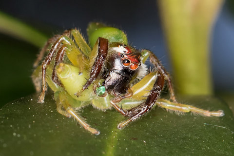 Jumping Spider (Mopsus mormon) (Mopsus mormon)